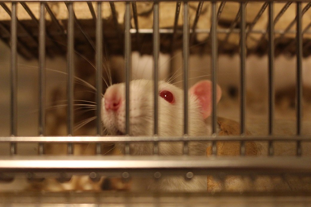 Hvid rotte i bur kigger ud gennem tremmerne