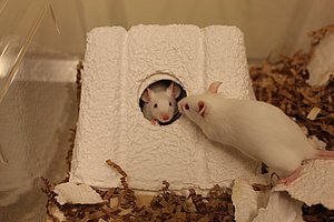 To hvide mus i et bur